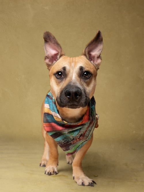ZAZU - Corgi for adoption in Atlanta