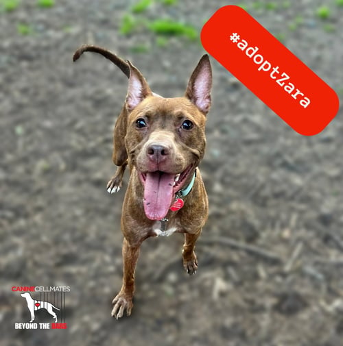 ZARA - Rat Terrier / Miniature Pinscher for adoption in Atlanta