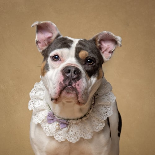 PEPPA - American Bulldog for adoption in Atlanta