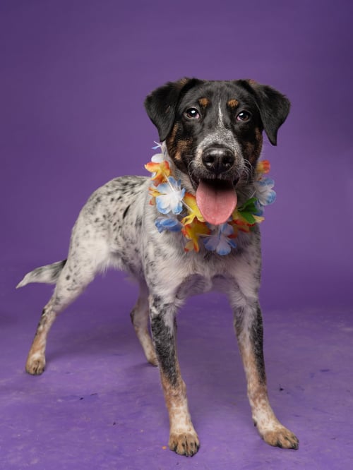 TWEETY - Australian Cattle Dog/Blue Heeler / Smooth Collie for adoption in Atlanta