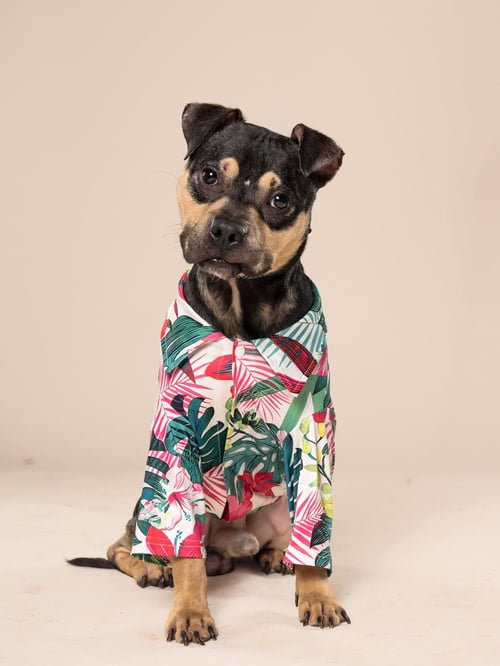 KIRBY - Miniature Pinscher / Beagle for adoption in Atlanta
