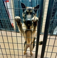 Rocky - Photo 4