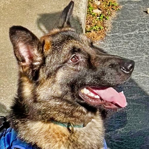 ROCKY - German Shepherd Dog for adoption in Atlanta