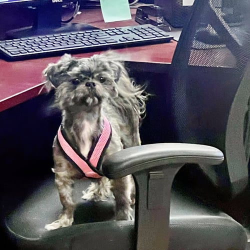 BELLE - Shih Tzu for adoption in Atlanta