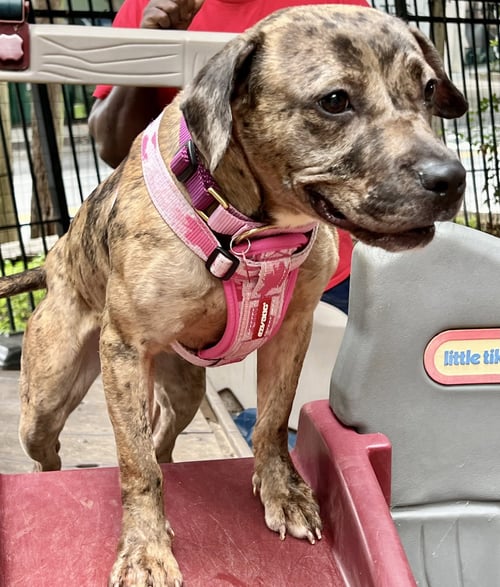 PEACH - Cattle Dog for adoption in Atlanta