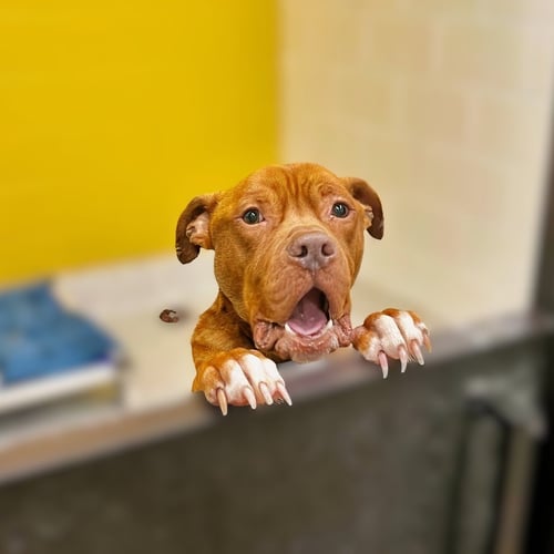 YOGI - Pit Bull Terrier for adoption in Atlanta