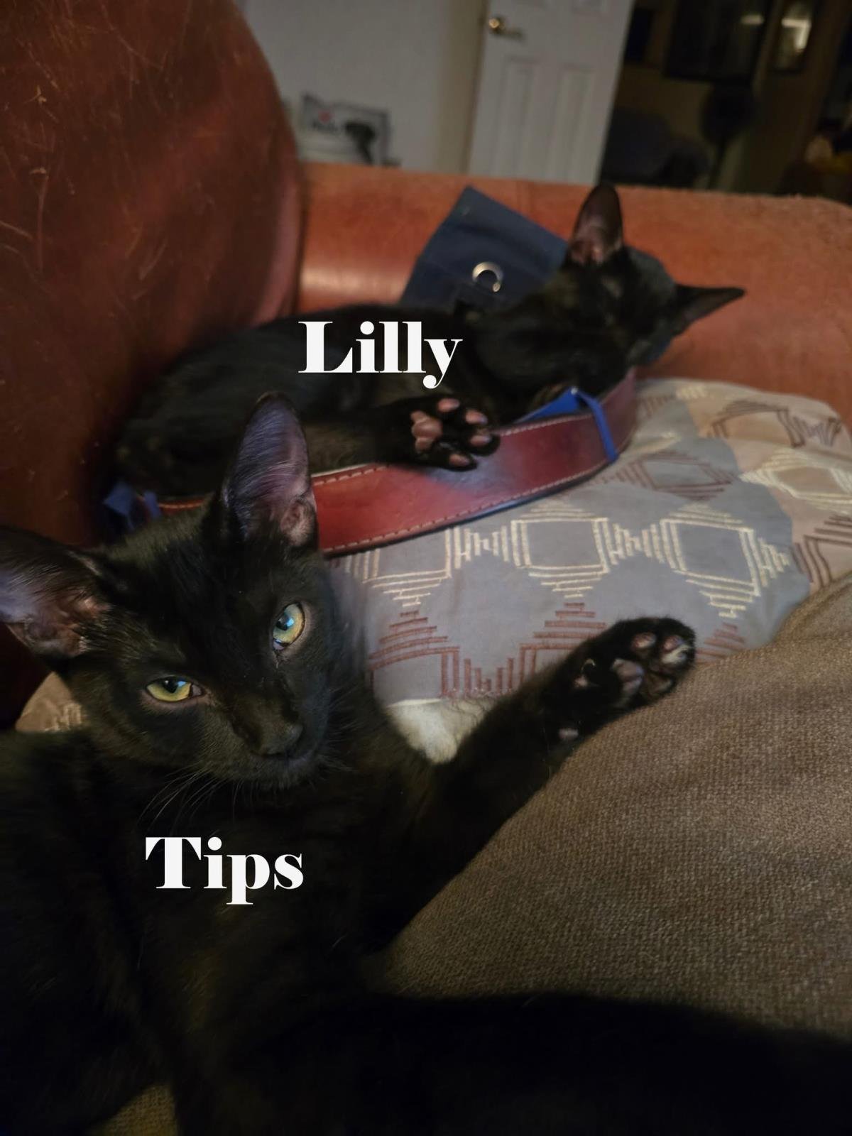 LILLY HONEYBUN BONDED WITH TIPS HONEYBUN - Domestic Short Hair available for adoption