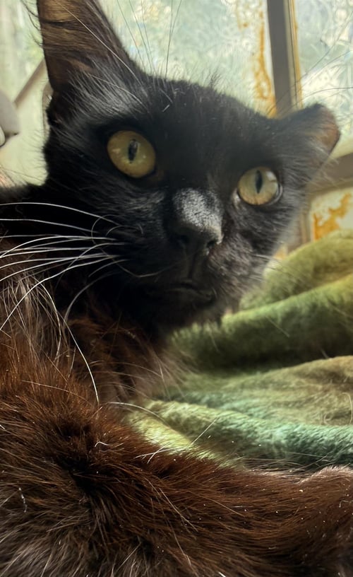 FRANKIE VALLI - Domestic Long Hair available for adoption