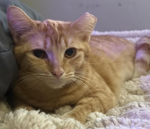SABRINA DUNCAN - Domestic Short Hair / Tabby available for adoption