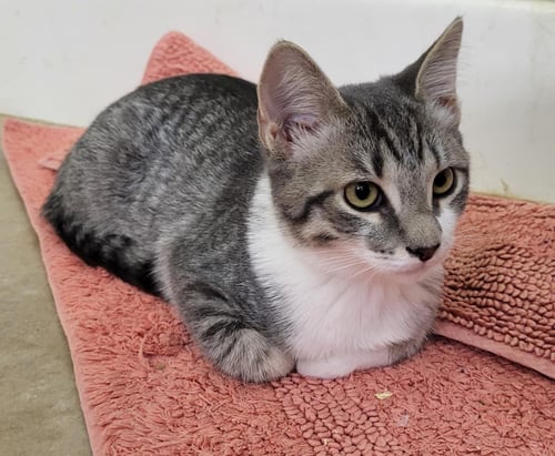 PORSHA PARC-FERMÉ - Domestic Short Hair / Tabby available for adoption