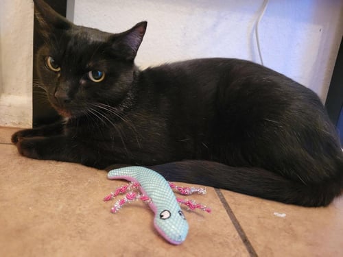 REI JUNE - Domestic Short Hair available for adoption