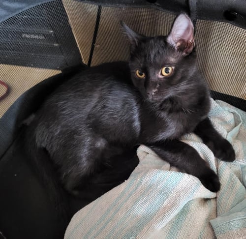 GOUMI BERRI - Domestic Short Hair / Tabby available for adoption