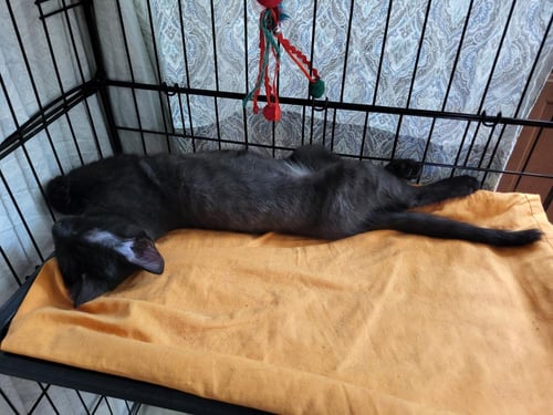 GOUMI BERRI - Domestic Short Hair / Tabby available for adoption