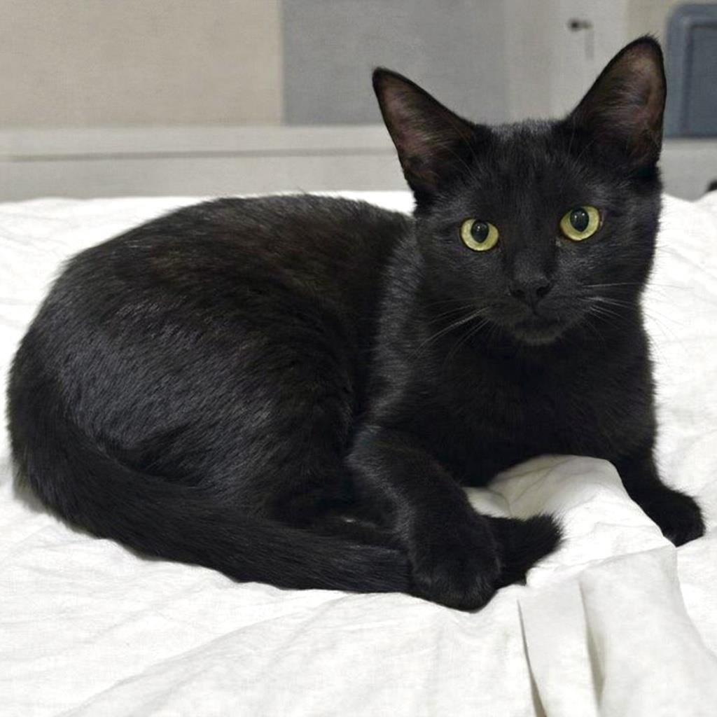 HENRY HEART - Domestic Short Hair available for adoption