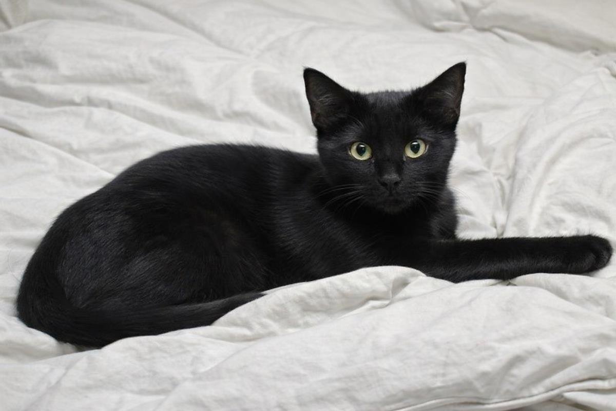 HENRY HEART - Domestic Short Hair available for adoption