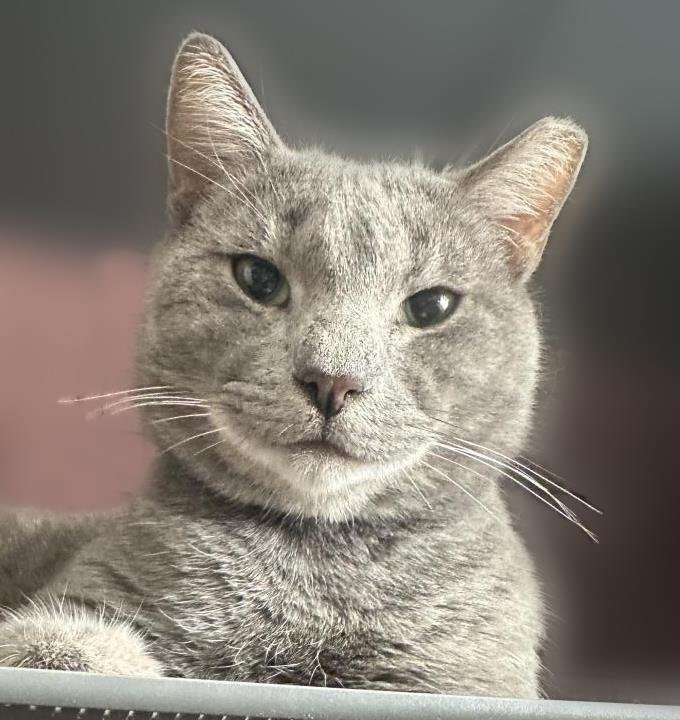 BIG SMOOTH - Domestic Short Hair / Tabby available for adoption