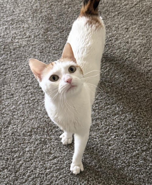 ZURI WATSON - Calico / Domestic Short Hair available for adoption