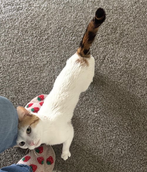ZURI WATSON - Calico / Domestic Short Hair available for adoption
