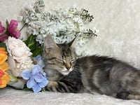 Gypsy Eyes Zeze - Photo 2