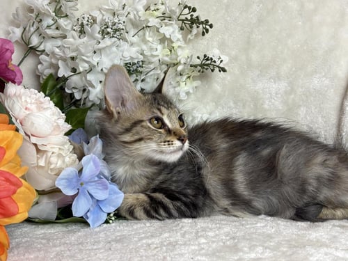 GYPSY EYES ZEZE - Domestic Long Hair available for adoption