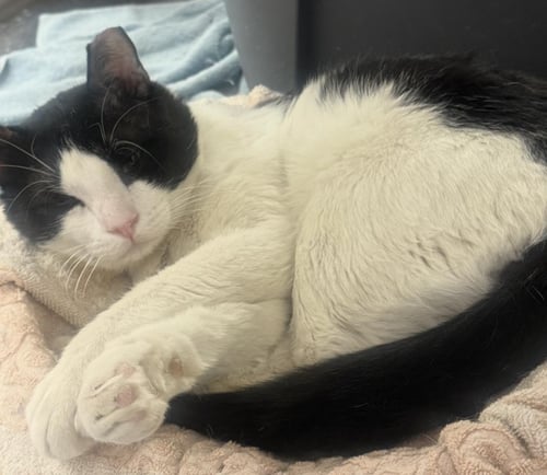 CLINT OAKWOOD - Domestic Short Hair available for adoption