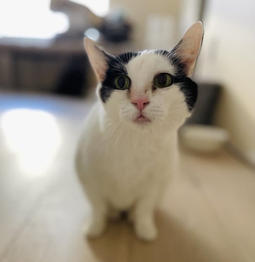 FAITH SALHUONA - Domestic Short Hair / Tuxedo for adoption in Chandler