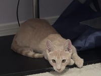 Shiloh Sunshine - Photo 4
