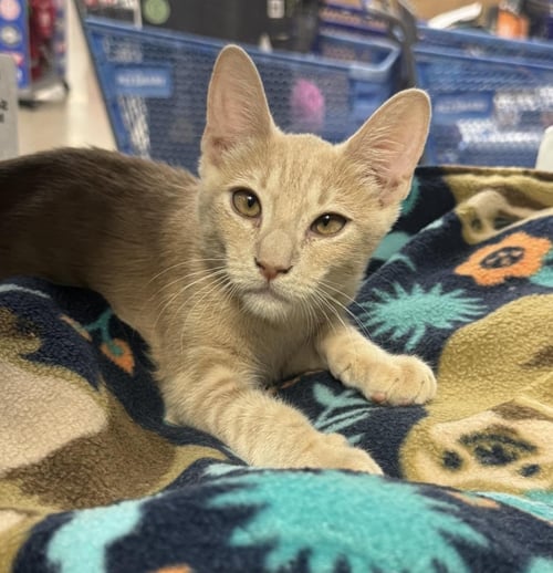 SHILOH SUNSHINE - Domestic Short Hair / Tabby for adoption in Chandler