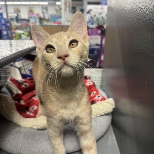 SHILOH SUNSHINE - Domestic Short Hair / Tabby available for adoption