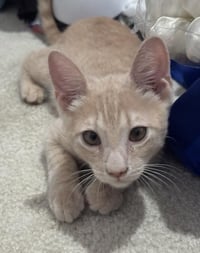 Shiloh Sunshine - Photo 2