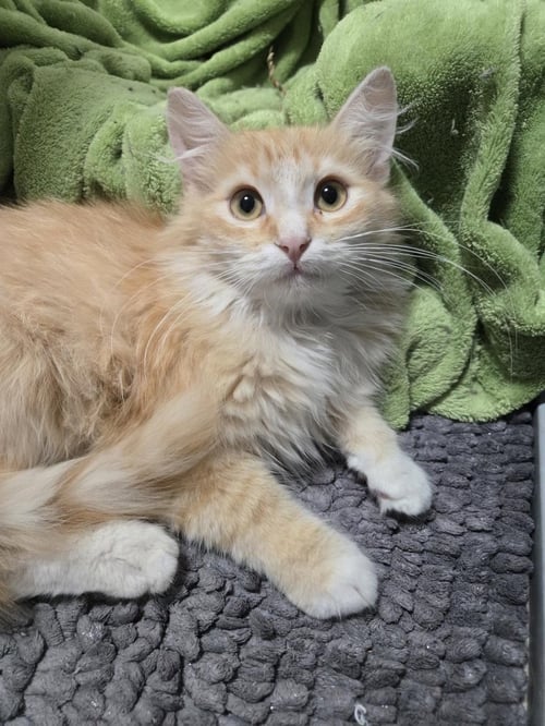 BRUCE SPRINGSTEEN - Domestic Medium Hair available for adoption