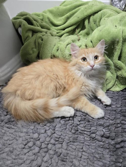 BRUCE SPRINGSTEEN - Domestic Medium Hair available for adoption