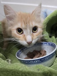 Bruce Springsteen - Photo 3