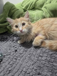 Bruce Springsteen - Photo 4