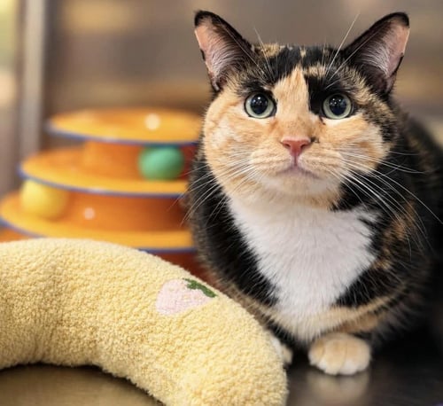 HAILEY JOY - Calico / Domestic Short Hair for adoption in Chandler