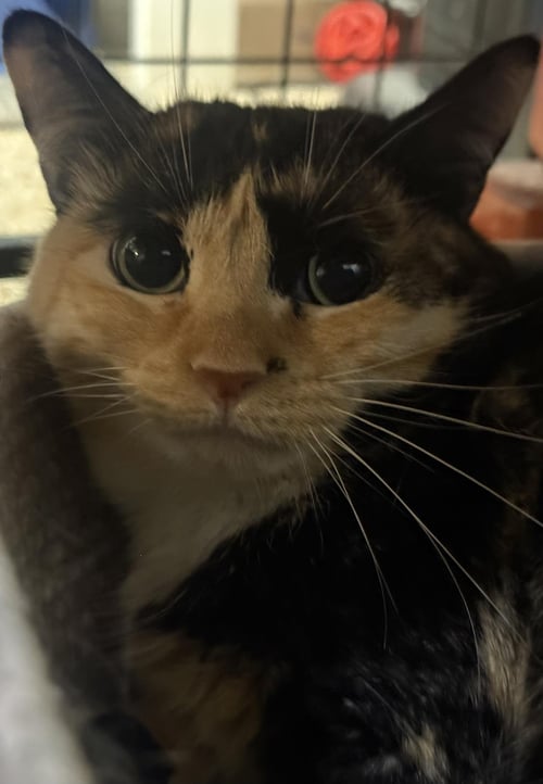 HAILEY JOY - Calico / Domestic Short Hair available for adoption