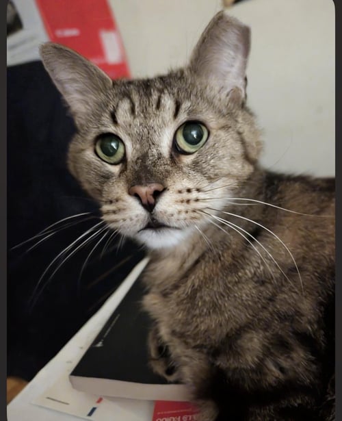 SIMON ELDERPAWS - Domestic Short Hair / Tabby for adoption in Chandler