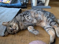 Simon Elderpaws - Photo 4