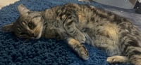 Simon Elderpaws - Photo 3