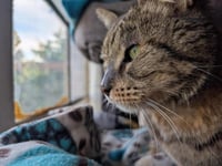 Simon Elderpaws - Photo 4