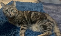 Simon Elderpaws - Photo 2
