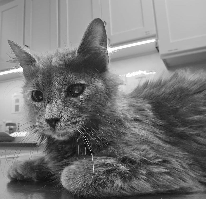 ANGEL CAKES - Domestic Medium Hair available for adoption