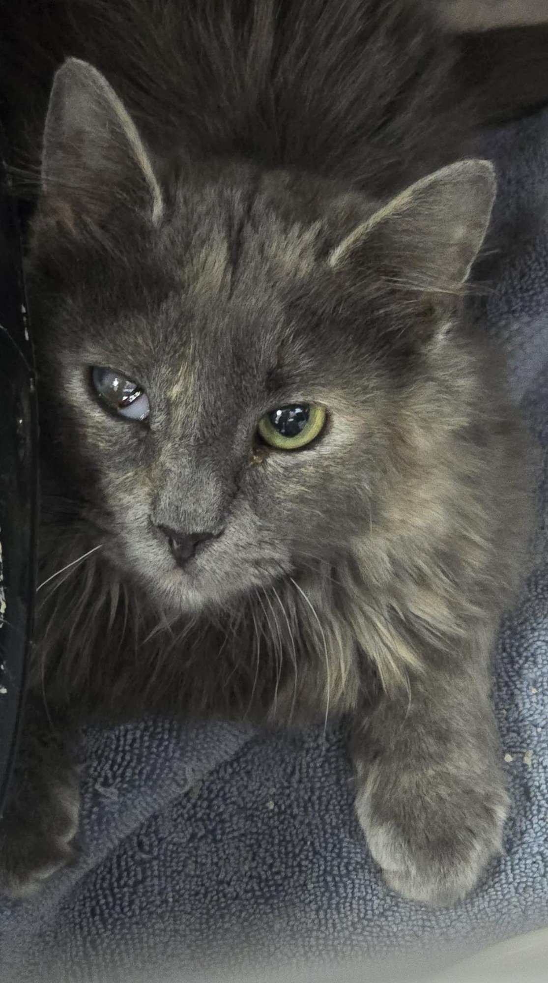 ANGEL CAKES - Domestic Medium Hair available for adoption