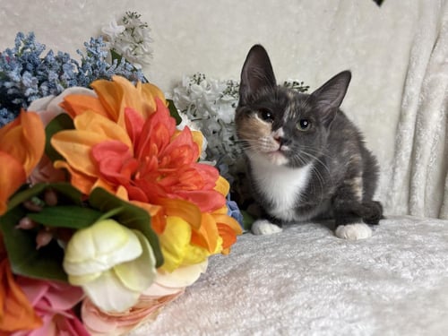 CHEVY ZEZE - Domestic Short Hair available for adoption