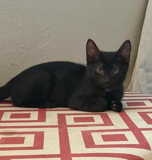 JACK BLACK - Domestic Short Hair available for adoption