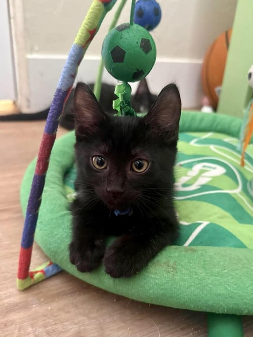 JACK BLACK - Domestic Short Hair available for adoption