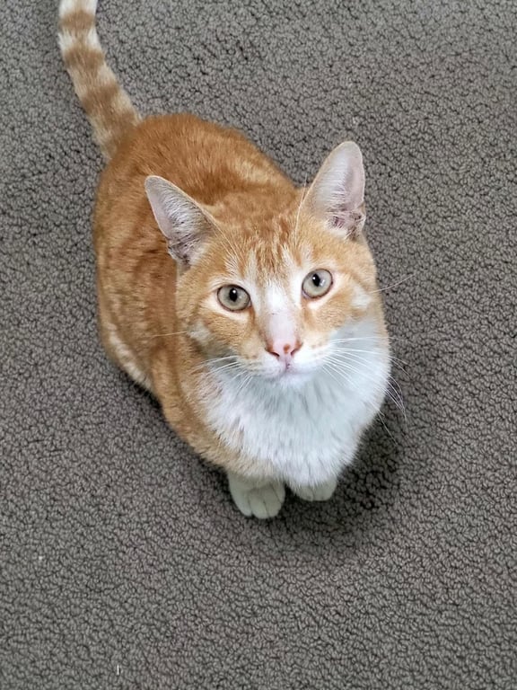 Cheddar Cheesington Image