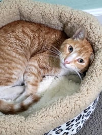 Cheddar Cheesington - Photo 2