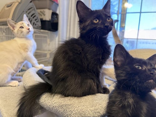 HERMES OLYMPUS - Domestic Medium Hair available for adoption