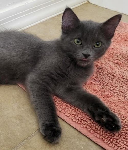 KIA PARC-FERMÉ - Domestic Medium Hair available for adoption